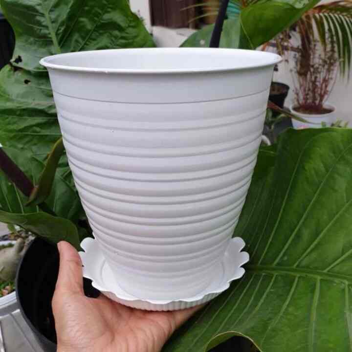 Pot tawon tirus 20 putih