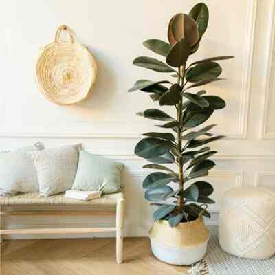 Tanaman hias karet kebo