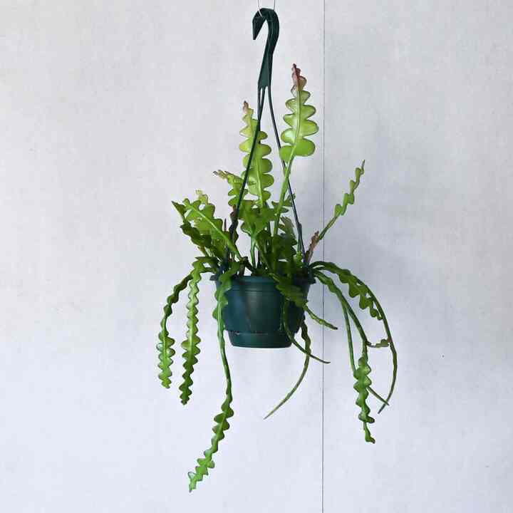 フィッシュボーン・カクタス