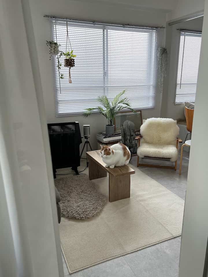 Beige and white toned living room featuring a wooden bench with a cat sitting on it and plants, creating a natural atmosphere