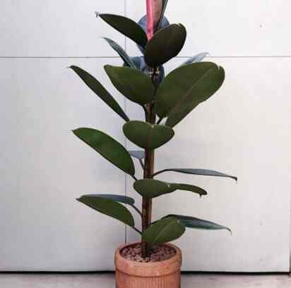 Tanaman hias karet kebo