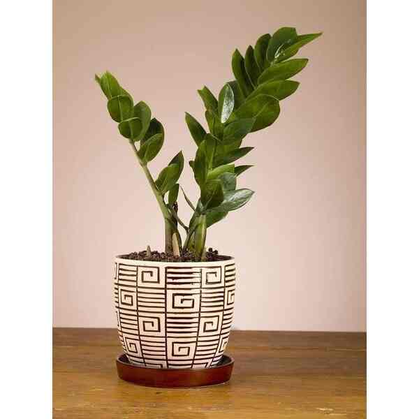 tanaman hias zamioculcas