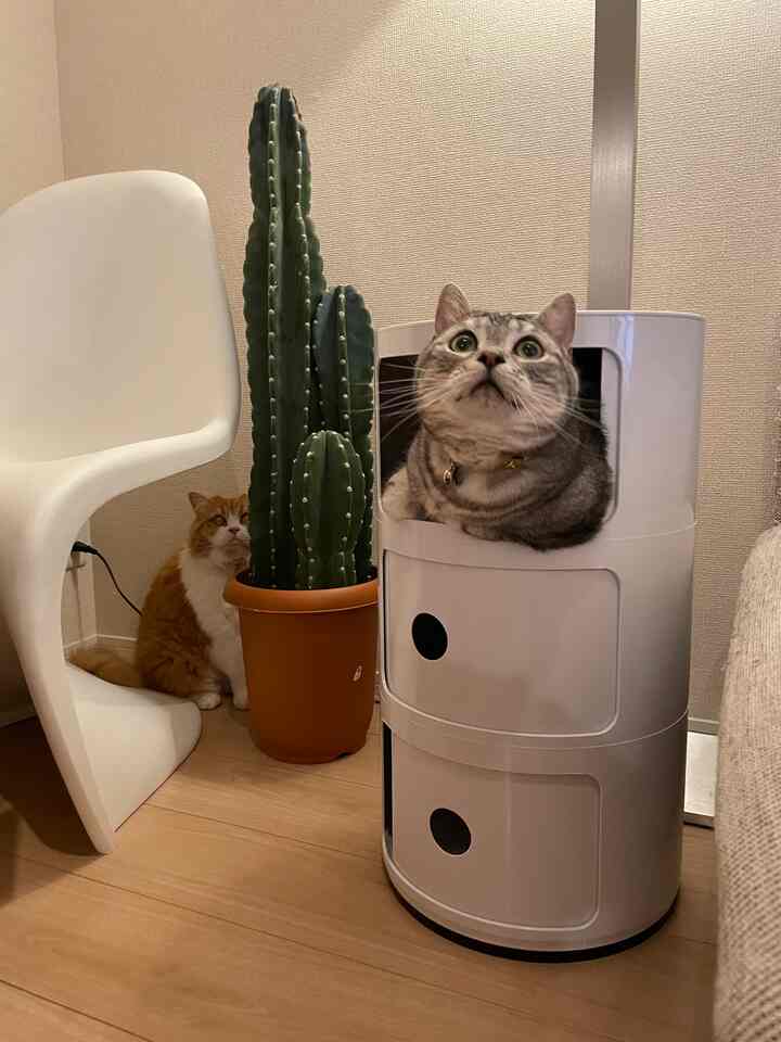 asupetaさんのインテリア実例写真