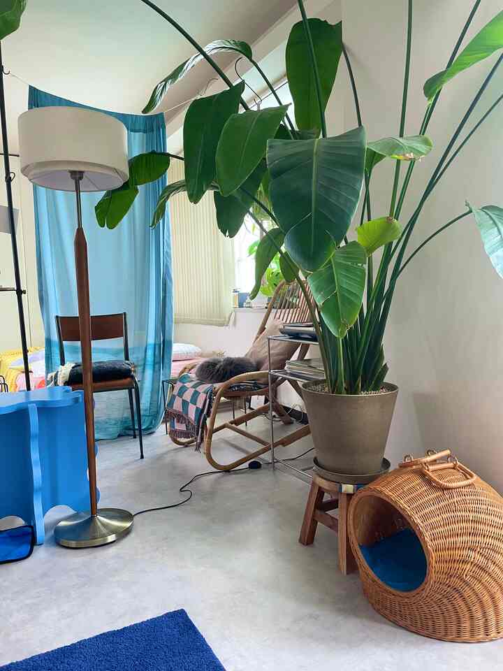 ナチュラルトーンのリビング、ラタンアームチェアと大きな観葉植物が配置された落ち着きのある空間