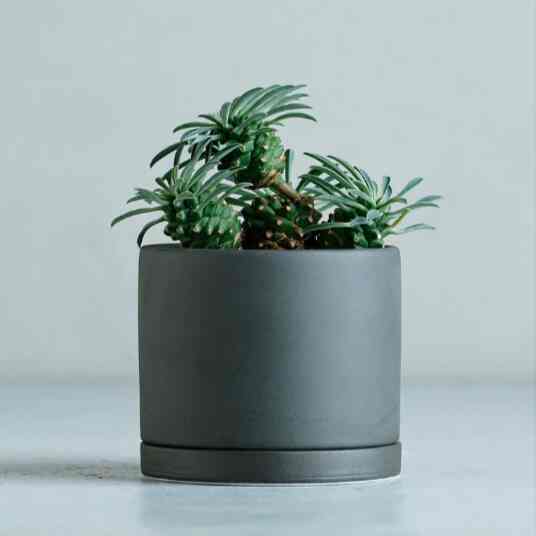 多肉植物 峨眉山鉄甲