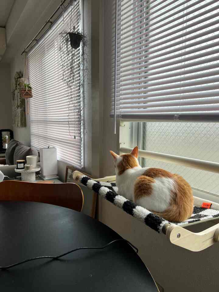 Living room with white blinds and black round table, a cat sitting on a window-mounted cat hammock