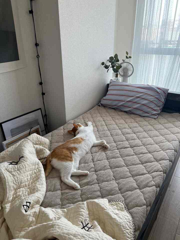 Beige-toned bedroom featuring a reversible quilted bedspread with a cat lying comfortably, creating a clean and natural atmosphere