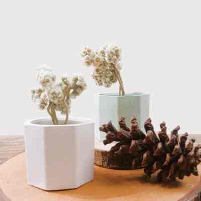 MINI EDELWEIS + POT SEMEN PUTIH