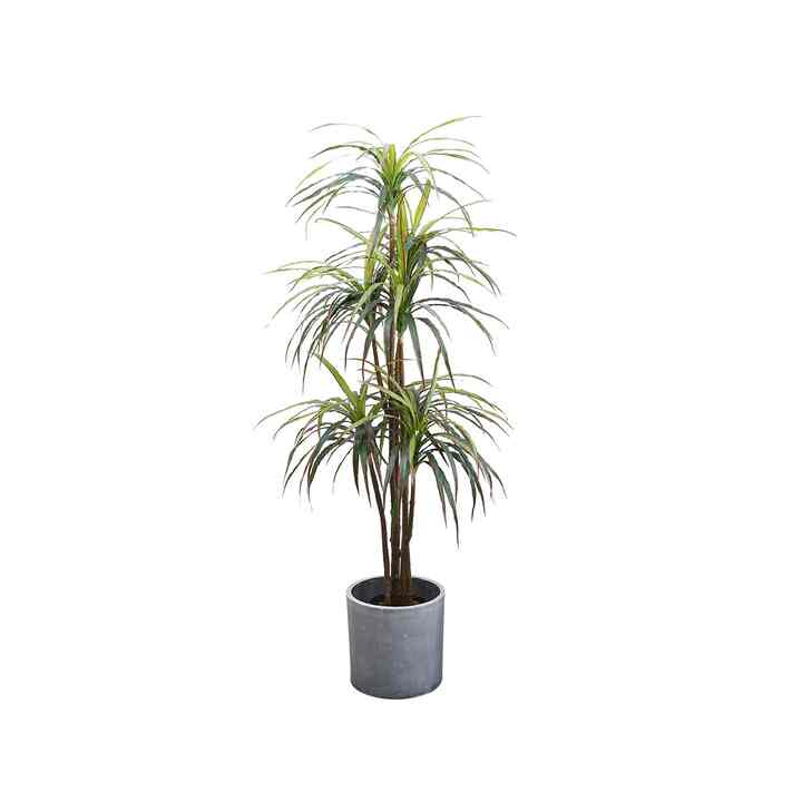 Dracaena Artificial Plant