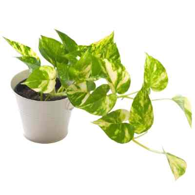 tanaman hias gantung sirih gading