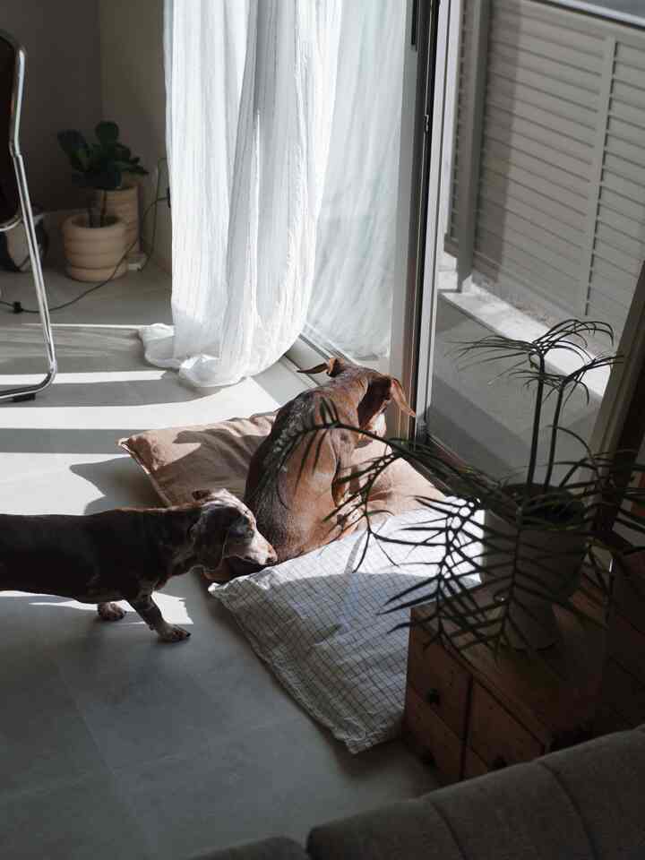 白とナチュラルカラーのリビング、窓辺に置かれたペット用クッションと2匹の犬がいる、落ち着いた雰囲気のインテリア