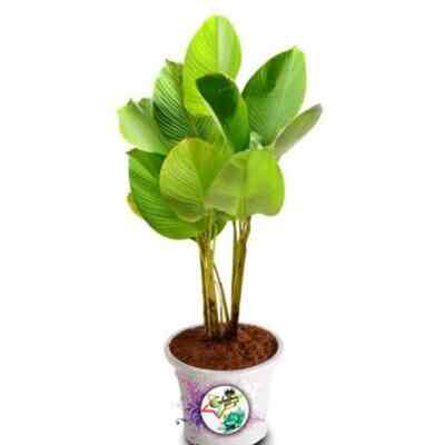 Tamanam Hias Calathea Luthea