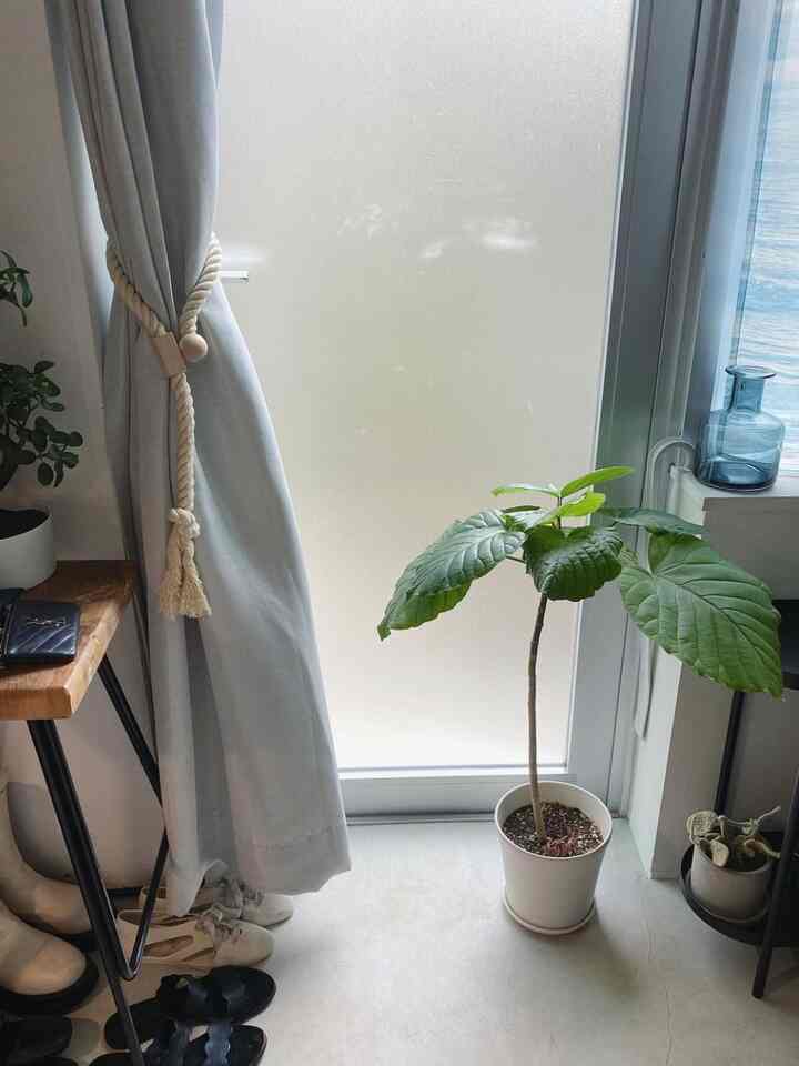 Natural color tone entrance space featuring a light curtain and potted plant with a simple, cozy atmosphere