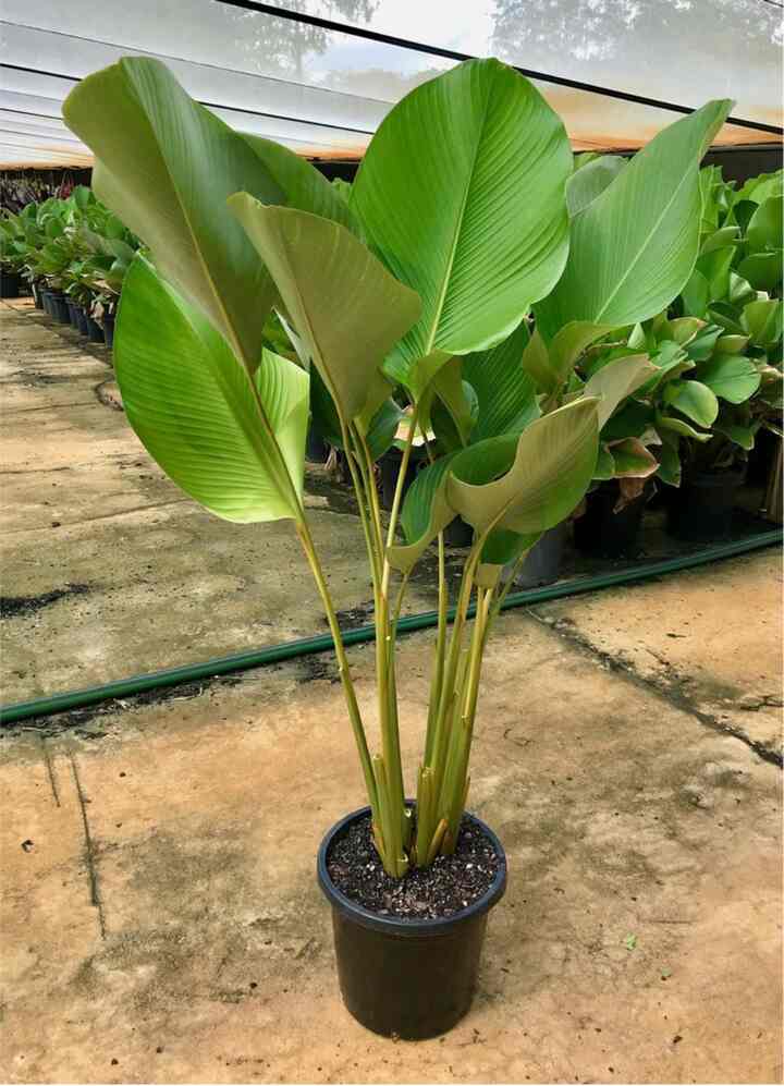 Pohon Pisang Calathea