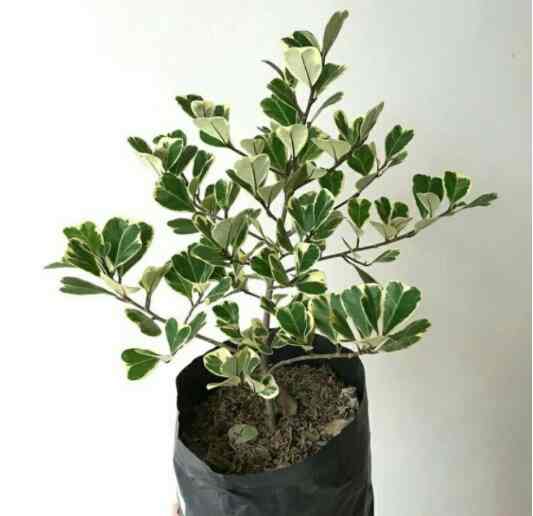 Tanaman Hias Ficus Butterfly