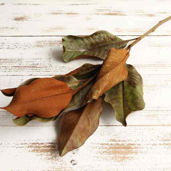 ドライフラワー 花材 マグノリアリーフ ナチュラル