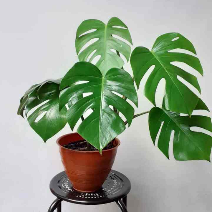 Monstera Deliciosa