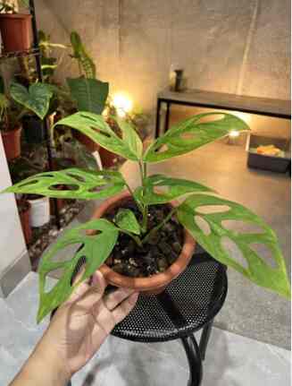 JANDA BOLONG VARIGATA