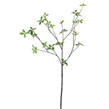 FIAN ドウダンツツジ（Ｍ）