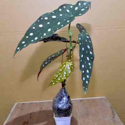 Tanaman Hias Begonia Polkadot
