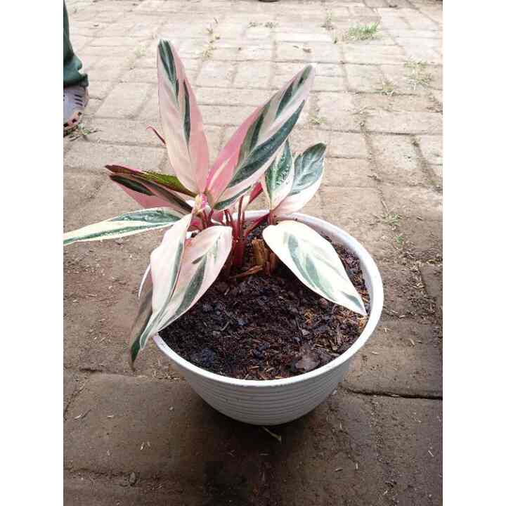 tanaman hias bunga calathea