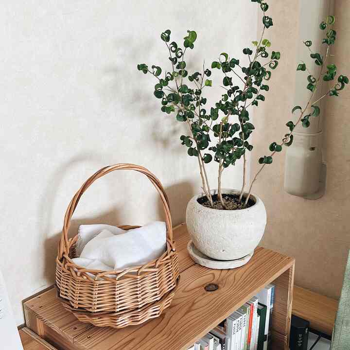 ナチュラルなブラウンの木目調チェストの上に白い鉢と緑の植物が置かれた清潔感のある空間