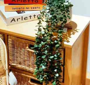 TANAMAN JUNTAI + POT - Pot