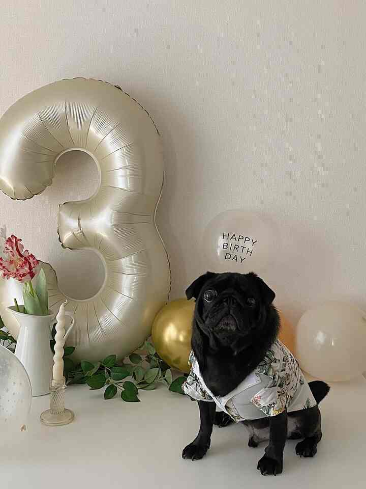 7月、バタバタとしてて投稿も出来なかった…
8月は投稿頑張ります！🥹

7月に3歳になったおムーさん🐶♡
これからも健康で
元気いっぱいに過ごしておくれ🥳

今年はバカンス風の飾り付け🌺
数字バルーンのセットは
Amazonで購入しました！
お誕生日2日前に頼んだけど
無事間に合ってよかった〜🎈　

#誕生日 #黒パグ