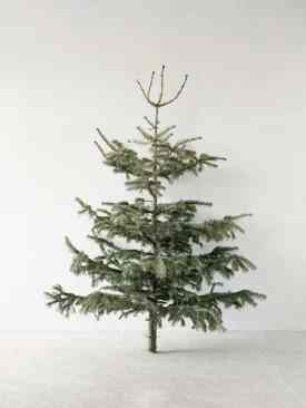 TREE POSTER もみの木 ポスター