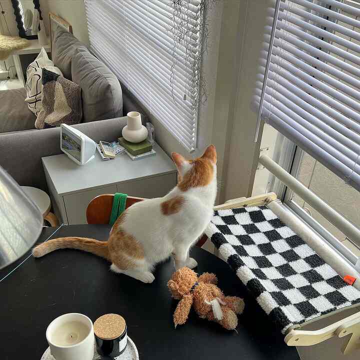 ベージュのソファと黒いテーブルのある居心地の良いリビング、窓際にチェック模様の猫用ハンモックが配置された空間