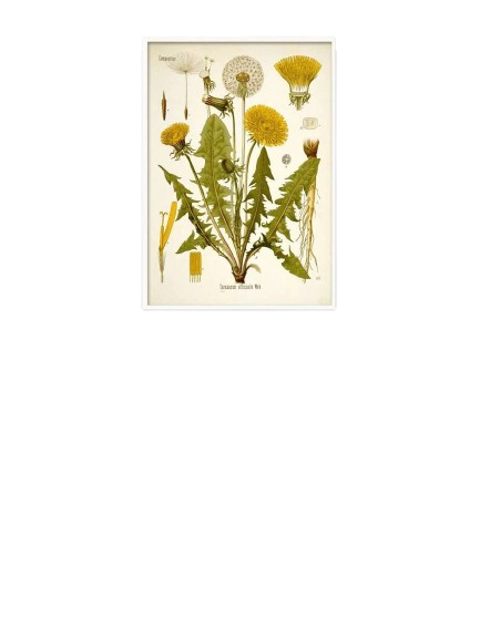 植物プリント非フレーム絵画