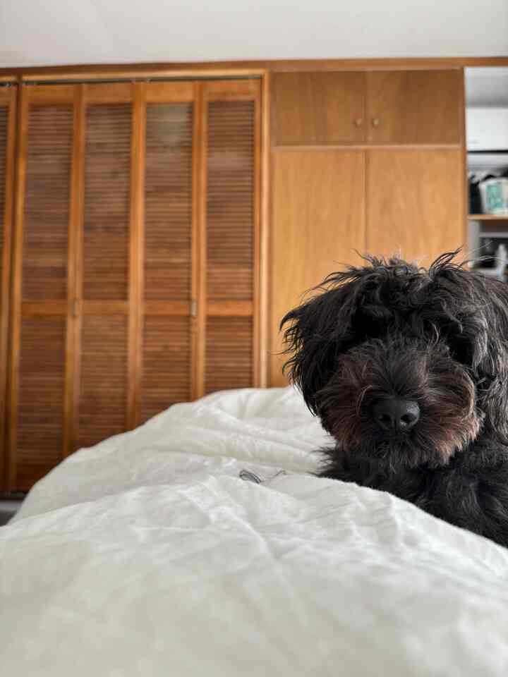 白い寝具が広がる寝室に黒い犬が座っており、背景には茶色のクローゼット扉が並ぶ、落ち着いた雰囲気のインテリア