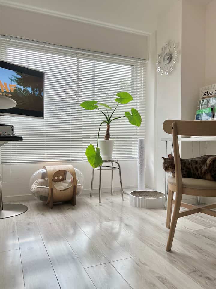 White and light brown toned living room featuring large plant, pet bed and scratching post for a cat in a modern natural style