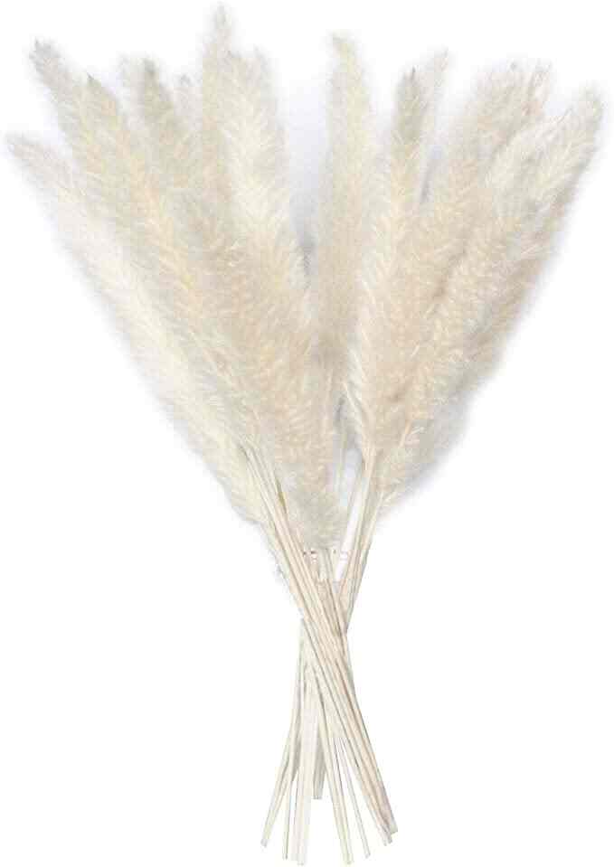 15個 パンパスグラス ドライフラワー