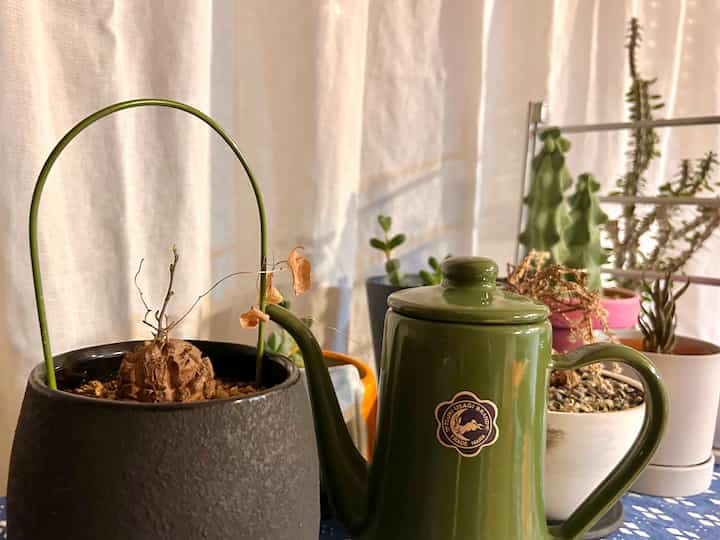 2023.10.19
Ketika saya kembali, naga kulit penyu telah tertidur dan bertunas 🌱

Meskipun musim panas telah berakhir, saya tidak bisa keluar dan saya sangat bersemangat...


#Tanaman #月兎印 #ポット #植物のある生活 #観葉植物 #グリーン