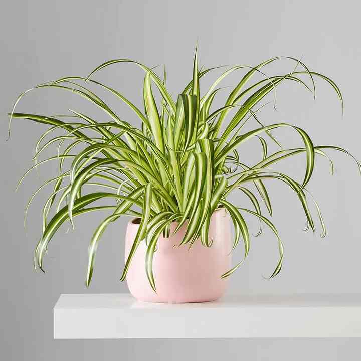 Spider Plant (Multiple options)