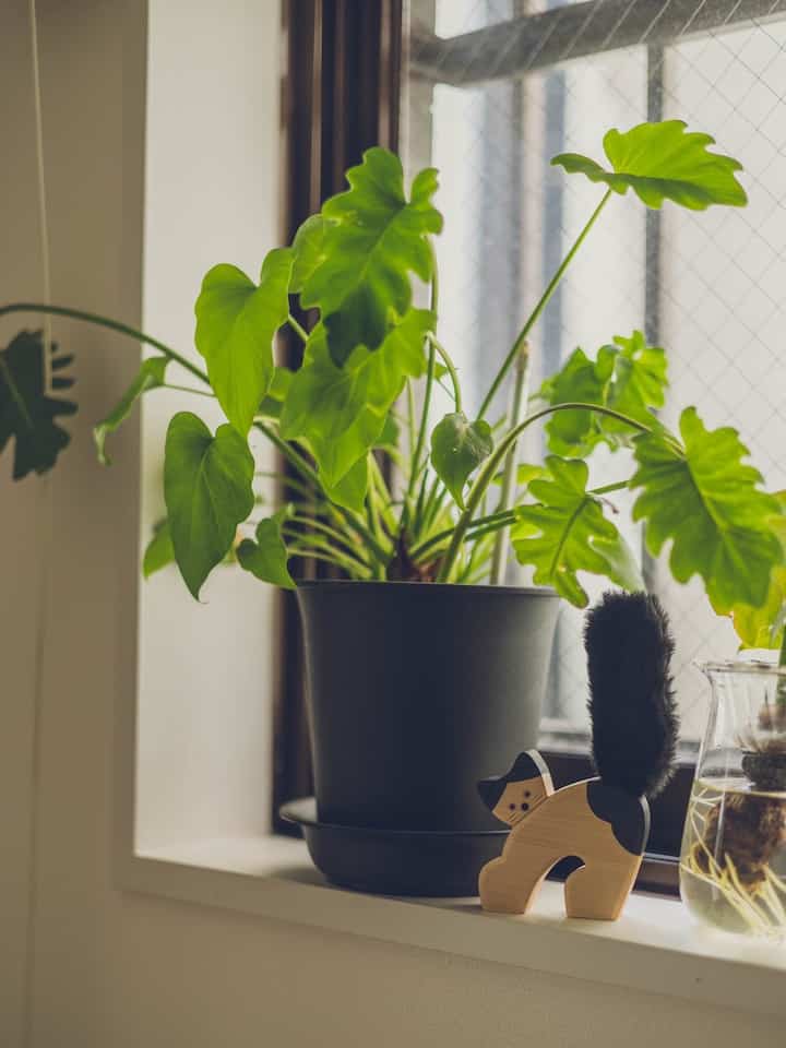 緑葉が豊かな大きな観葉植物と、黒い尾を持つ猫の形のオブジェが窓辺に置かれた自然光のあるインテリア