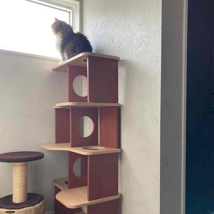 明るいアイボリーの壁と木目調のキャットタワーが調和する狭い空間、窓辺に座る猫が見える居心地の良いペットスペース