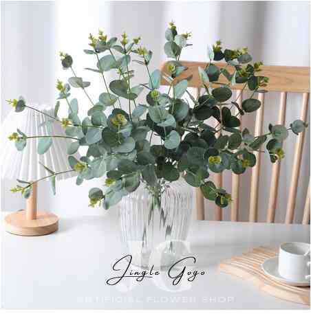 Daun Dolar Eucalyptus