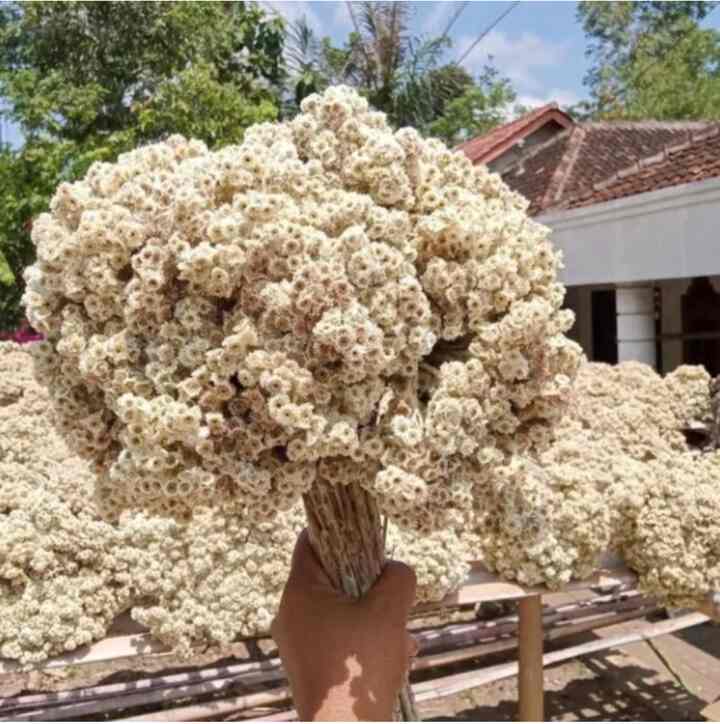 Bunga Kering Edelweis