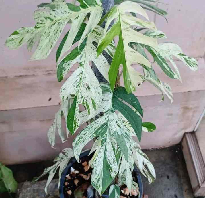 Epipremnum Marbel Varigata