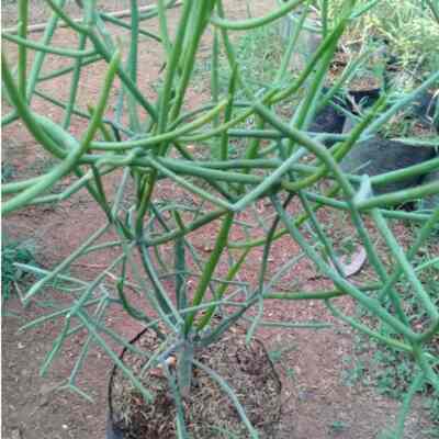 tanaman patah tulang