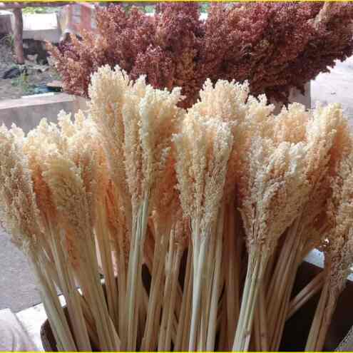Dried Flower, Bunga Sorgum
