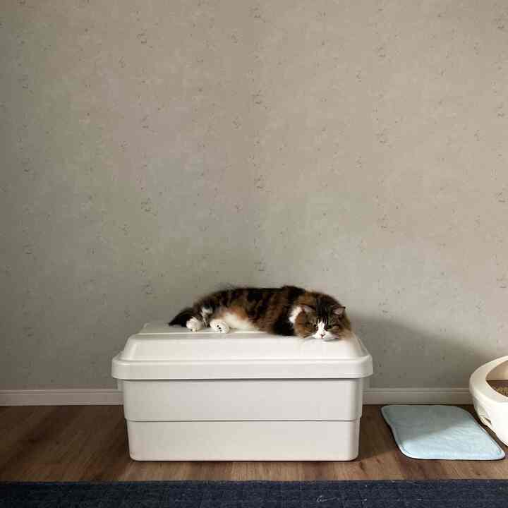 ホワイトとウッドトーンの猫部屋、大きな収納ボックスの上で猫がくつろぐ、シンプルで落ち着いた空間