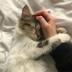 catlover3님의 프로필 이미지