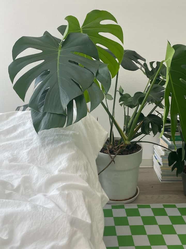 #観葉植物インテリア 🍃💚