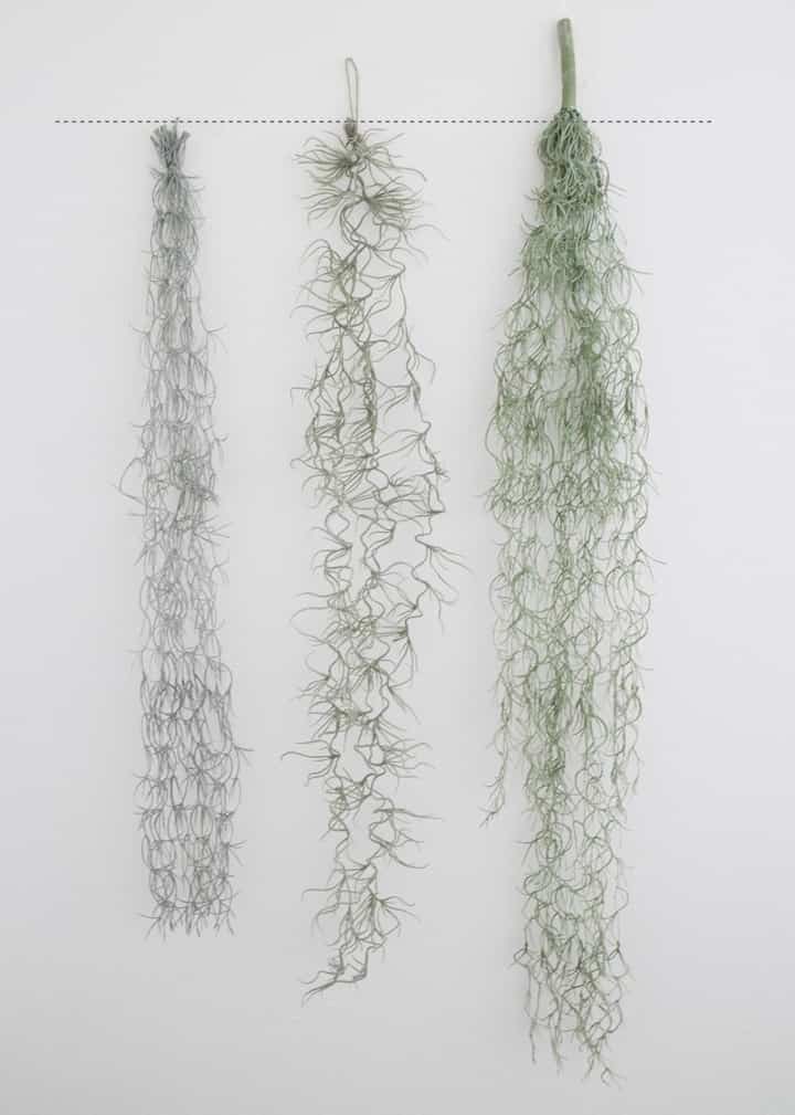 モシャモシャモス エアープランツ