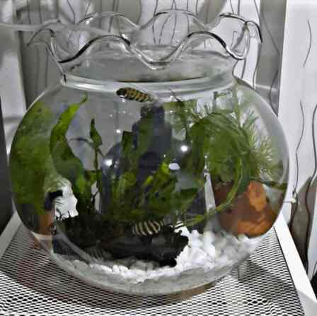 12,3.L - AQUARIUM BULAT KACA