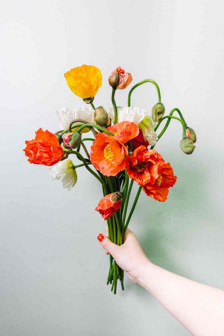 気まぐれポピー