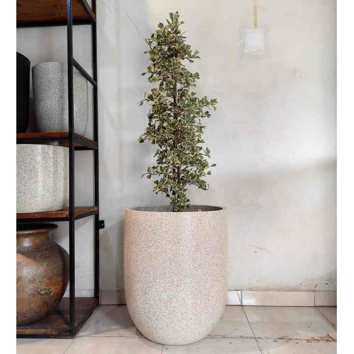 Pot Tanaman Jumbo, Bercak Teraso